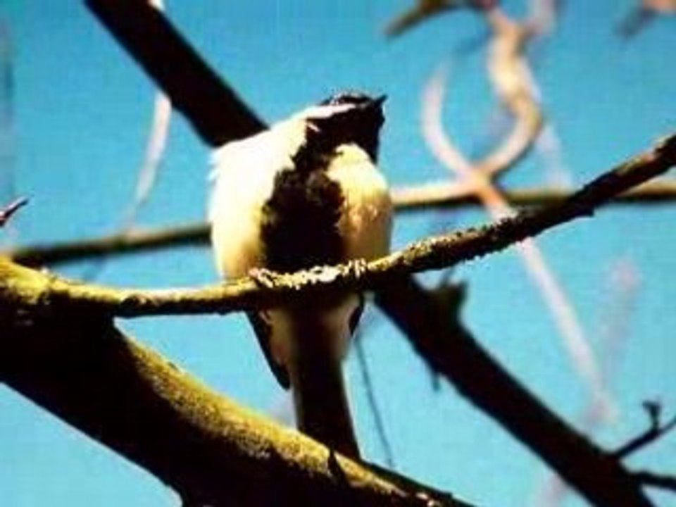 cris de la mésange charbonnière (Parus major)