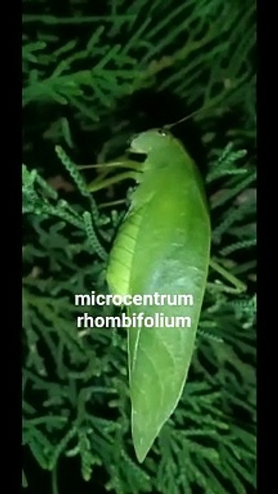 microcentrum rhombifilium