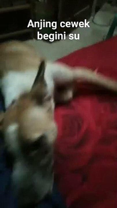 Dog Female