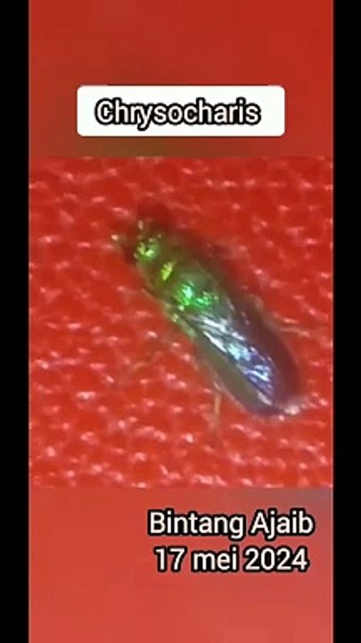 Green Fly