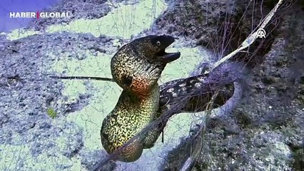 İzmir'de 40 metre derinlikte Müren balığı can çekişirken görüntülendi