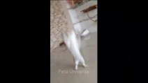 Pets funny videos part 5  | pets | cats | dogs | 2024
