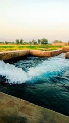 New short status of village life _shorts(720P_HD)