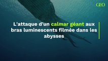 L'attaque très rare d'un calmar géant aux bras luminescents filmée dans les abysses