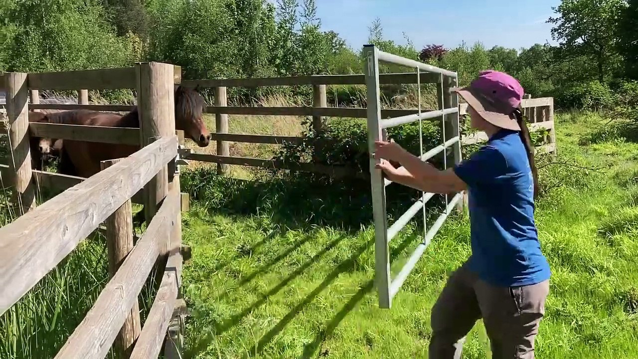 Watch as Dartmore ponies gallop on to RSPB The Lodge nature reserve