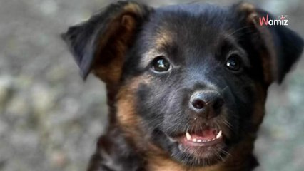 Un sac remue au bord de la route :  ils doivent employer les grands moyens pour porter secours (vidéo)