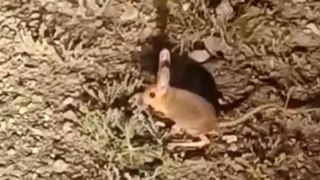 Antalya'da kanguru faresi görüntülendi