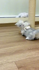 Cute baby cat play whith home!cur baby cat