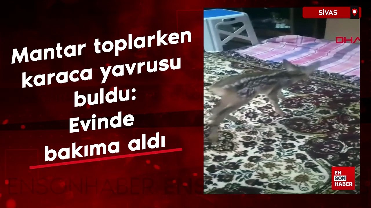 Sivas'ta bitkin halde bulduğu karaca yavrusunu evde bakıma aldı