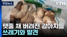 탯줄 달린 강아지들, 산 채로 쓰레기와 함께 봉지에... / YTN