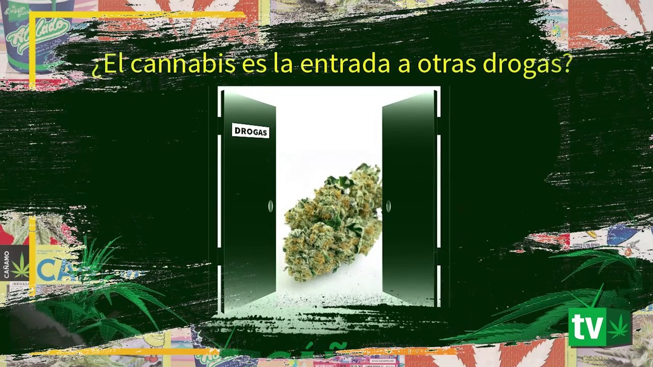 ¿La marihuana es la puerta de entrada a otras drogas?