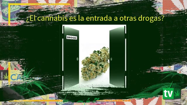 ¿La marihuana es la puerta de entrada a otras drogas?