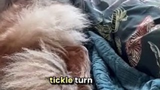 Dog's Savage Reaction to Tickle Attack! | Try Not to Laugh!
