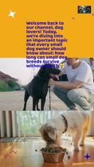 Which Dog Breed Can Survive The Shortest Without Food?