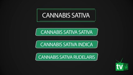 Clasificación del cannabis (las distintas especies de la marihuana)