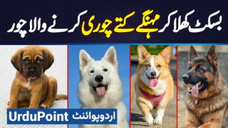 Lahore Mein Most Expensive Dog Breeds Ko Biscuit Khila Kar Chori Karne Wala Mulzim Pakra Gaya
