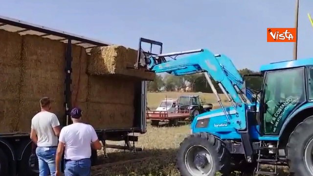 Siccit? in Sicilia, l'allarme degli allevatori siciliani: Mancano l'acqua e il cibo