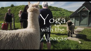 Yoga with the Alpacas