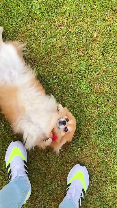 Cute Puppy
