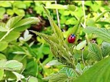 Ladybird on a blackberry leaf