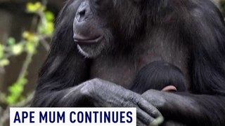 Ape mum continues to cradle dead baby