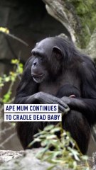 Ape mum continues to cradle dead baby