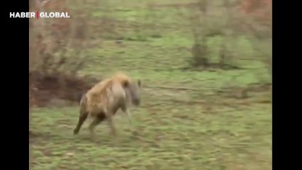 Çita ve sırtlanı kandıran antilobun kurtuluşu gündem oldu