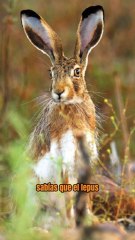 Curiosidades de las Liebres