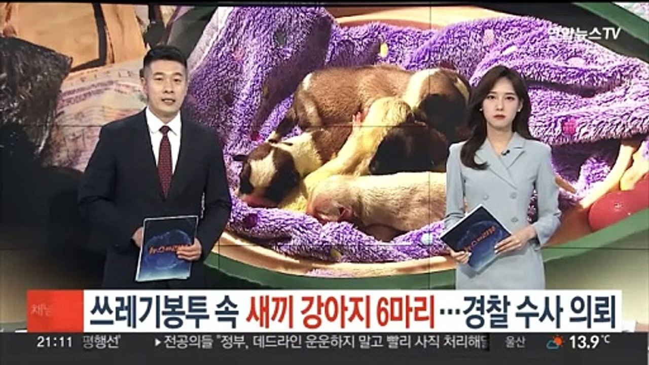 쓰레기봉투 속 새끼강아지 6마리…경찰 수사 의뢰