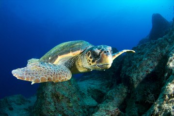 Dalyan Kanalı ve gizemli dünyası: su altı ve havadan görüntülendi