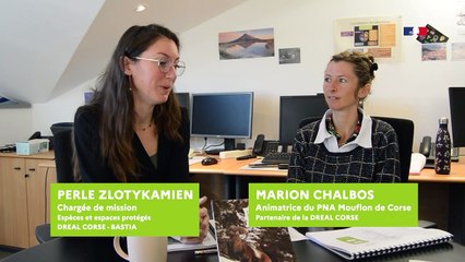 Lancement du PNA mouflon de Corse, par la DREAL de Corse