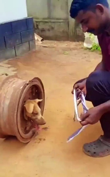 Rescue of a dog stuck in a wheel