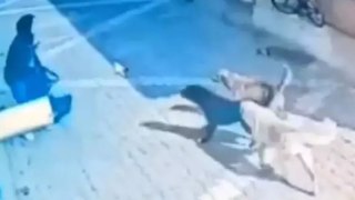 Konya'da okula giden liseli öğrenciye köpeklerinin saldırı anı kamerada