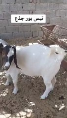 ماهي أسعار ماعز البور الأصلي؟