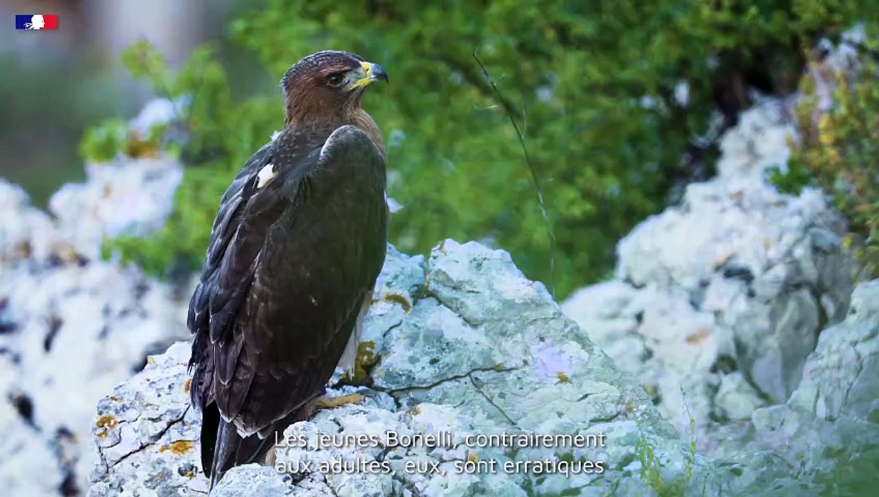 DREAL Occitanie - Plan National D'Action - #3 L'aigle de Bonelli