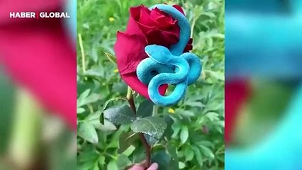 Gülün üzerindeki mavi engerek yılanı görenleri şaşırtıyor