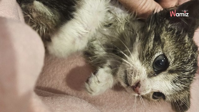 Chaton d’à peine 500 grammes abandonné dans un sac poubelle : les sauveteurs dans une colère noire