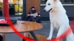 Ce chien errant recherche de la nourriture devant le restaurant puis reçoit un soutien inattendu