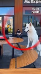 Ce chien errant recherche de la nourriture devant le restaurant puis reçoit un soutien inattendu