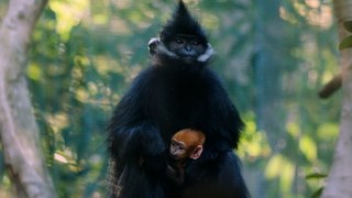 First look at rare Francois’ langur baby born at San Diego Zoo
