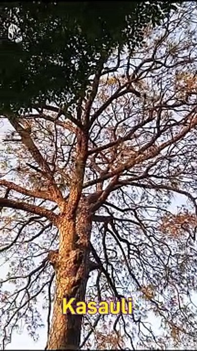 Kasauli