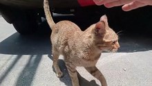 Kittens in DANGER: Mom cat is Very ALERT... Cat videos Meow Purr Cat sound cats.