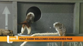 Folly Farm welcomes endangered pair
