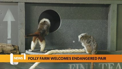 Folly Farm welcomes endangered pair