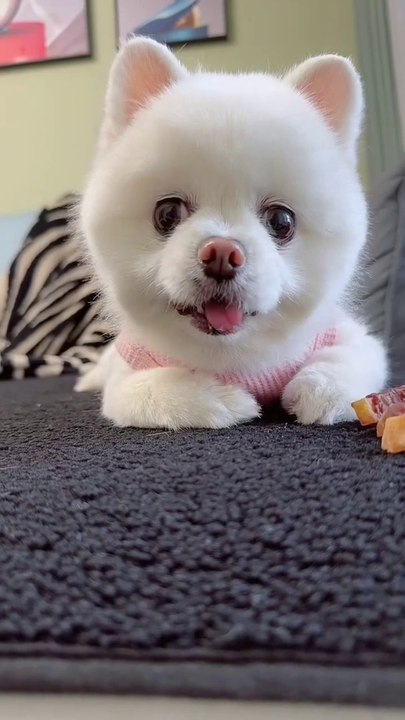 Pet 15