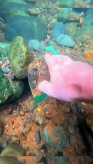 Dive into the Deep: Exploring Ocean Secrets