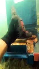 Underwater Wonders: Discovering Sea Life