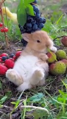Fluffy_Foodie_Adventure_#bunny_#bunnyinstagram_#rabbit_#rabbitfarming_#animal_#trendingvideo(360p)