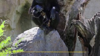 Una chimpancé en Valencia se aferra a su cría muerta desde hace tres meses
