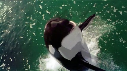 Orcas amazing hunting techniques